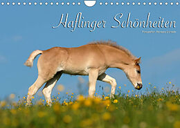 Kalender Haflinger Schönheiten (Wandkalender 2022 DIN A4 quer) von Ramona Dünisch - www.Ramona-Duenisch.de