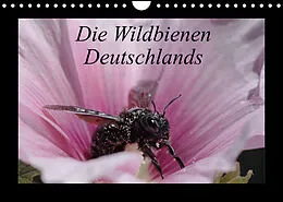 Kalender Die Wildbienen Deutschlands (Wandkalender 2022 DIN A4 quer) von Jeroen Everaars