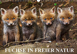 Kalender Füchse in freier Natur (Wandkalender 2022 DIN A3 quer) von Dr. Ulrich Hopp