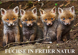 Kalender Füchse in freier Natur (Wandkalender 2022 DIN A2 quer) von Dr. Ulrich Hopp