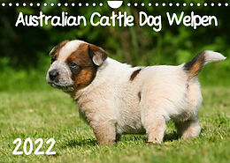 Kalender Australian Cattle Dog Welpen (Wandkalender 2022 DIN A4 quer) von Susan Milau