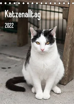 Kalender Katzenalltag 2022 (Tischkalender 2022 DIN A5 hoch) von Daniela Scholz