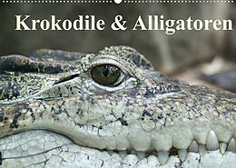 Kalender Krokodile &amp; Alligatoren (Wandkalender 2022 DIN A2 quer) von Elisabeth Stanzer