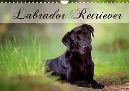 Kalender Labrador Retriever (Wandkalender 2022 DIN A4 quer) von Nicole Noack