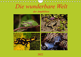 Kalender Die wunderbare Welt der Amphibien (Wandkalender 2022 DIN A4 quer) von Winfried Erlwein