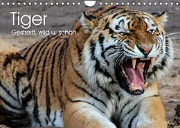 Kalender Tiger. Gestreift, wild u. schön (Wandkalender 2022 DIN A4 quer) von Elisabeth Stanzer