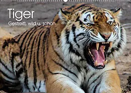 Kalender Tiger. Gestreift, wild u. schön (Wandkalender 2022 DIN A2 quer) von Elisabeth Stanzer