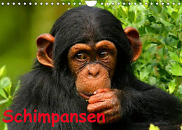 Kalender Schimpansen (Wandkalender 2022 DIN A4 quer) von Elisabeth Stanzer