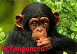 Kalender Schimpansen (Wandkalender 2022 DIN A3 quer) von Elisabeth Stanzer