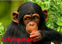 Kalender Schimpansen (Wandkalender 2022 DIN A2 quer) von Elisabeth Stanzer