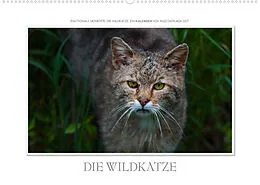 Kalender Emotionale Momente: Die Wildkatze. / CH-Version (Wandkalender 2022 DIN A2 quer) von Ingo Gerlach GDT