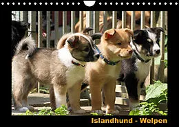 Kalender Islandhund - Welpen / CH-Version (Wandkalender 2022 DIN A4 quer) von JAMFoto - Angelika Möthrath