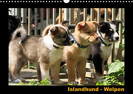 Kalender Islandhund - Welpen / CH-Version (Wandkalender 2022 DIN A3 quer) von JAMFoto - Angelika Möthrath