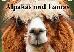 Kalender Alpakas und Lamas (Wandkalender 2022 DIN A2 quer) von Elisabeth Stanzer
