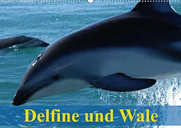 Kalender Delfine und Wale (Wandkalender 2022 DIN A2 quer) von Elisabeth Stanzer