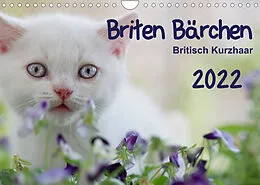 Kalender Briten Bärchen  Britsch Kurzhaar 2022 (Wandkalender 2022 DIN A4 quer) von Heidi Bollich