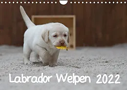 Kalender Labrador Welpen (Wandkalender 2022 DIN A4 quer) von Heidi Bollich