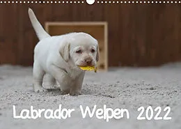 Kalender Labrador Welpen (Wandkalender 2022 DIN A3 quer) von Heidi Bollich