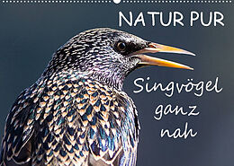 Kalender NATUR PUR - Singvögel ganz nah (Wandkalender 2022 DIN A2 quer) von Karin Dietzel