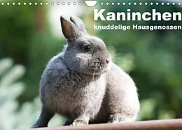 Kalender Kaninchen - knuddelige Hausgenossen (Wandkalender 2022 DIN A4 quer) von Fotodesign Verena Scholze