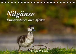 Kalender Nilgänse - Einwanderer aus Afrika (Tischkalender 2022 DIN A5 quer) von Ursula Di Chito