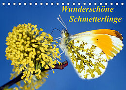 Kalender Wunderschöne Schmetterlinge (Tischkalender 2022 DIN A5 quer) von Lothar Reupert