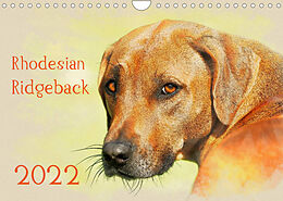 Kalender Rhodesian Ridgeback 2022 (Wandkalender 2022 DIN A4 quer) von Andrea Redecker