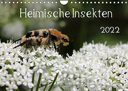 Kalender Heimische Insekten 2022 (Wandkalender 2022 DIN A4 quer) von Silvia Hahnefeld