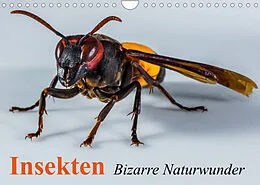 Kalender Insekten  Bizarre Naturwunder (Wandkalender 2022 DIN A4 quer) von Elisabeth Stanzer