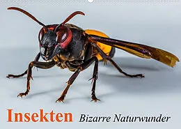 Kalender Insekten  Bizarre Naturwunder (Wandkalender 2022 DIN A2 quer) von Elisabeth Stanzer