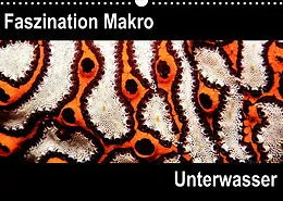Kalender Faszination Makro UnterwasserCH-Version (Wandkalender 2022 DIN A3 quer) von Markus Bucher