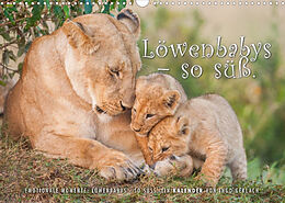 Kalender Emotionale Momente: Löwenbabys - so süß. (Wandkalender 2022 DIN A3 quer) von Ingo Gerlach
