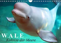 Kalender Wale - Kolosse der Meere (Wandkalender 2022 DIN A4 quer) von Elisabeth Stanzer