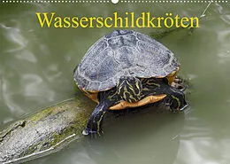 Kalender Wasserschildkröten (Wandkalender 2022 DIN A2 quer) von Klaudia Kretschmann