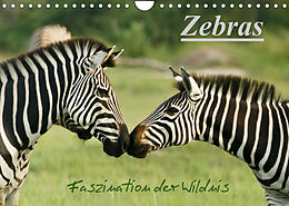 Kalender Zebras - Faszination der Wildnis (Wandkalender 2022 DIN A4 quer) von Nadine Haase