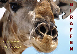 Kalender Giraffen  Faszination der Wildnis (Wandkalender 2022 DIN A3 quer) von Nadine Haase