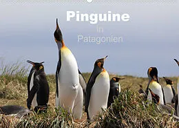 Kalender Pinguine in Patagonien (Wandkalender 2022 DIN A2 quer) von Ute Köhler, Clemens Göb