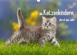 Kalender Mit Katzenkindern durch das Jahr (Wandkalender 2022 DIN A3 quer) von Petra Wegner