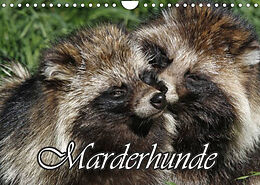 Kalender Marderhunde (Wandkalender 2022 DIN A4 quer) von Antje Lindert-Rottke