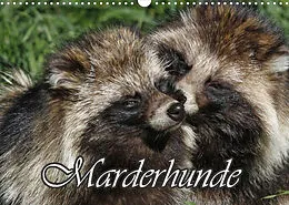 Kalender Marderhunde (Wandkalender 2022 DIN A3 quer) von Antje Lindert-Rottke