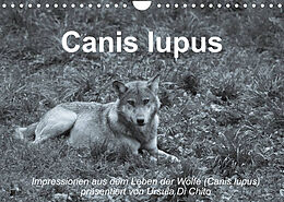 Kalender Canis lupus (Wandkalender 2022 DIN A4 quer) von Ursula Di Chito