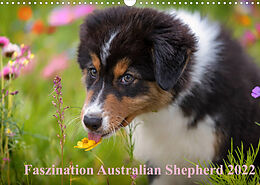 Kalender Australian Shepherd 2022 (Wandkalender 2022 DIN A3 quer) von Annett Mirsberger www.tierpfoto.de