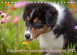 Kalender Australian Shepherd 2022 (Tischkalender 2022 DIN A5 quer) von Annett Mirsberger www.tierpfoto.de