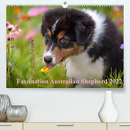 Kalender Australian Shepherd 2022 (Premium, hochwertiger DIN A2 Wandkalender 2022, Kunstdruck in Hochglanz) von Annett Mirsberger www.tierpfoto.de