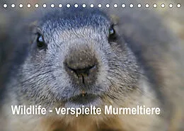 Kalender Wildlife - Verspielte Murmeltiere (Tischkalender 2022 DIN A5 quer) von Susan Michel / CH