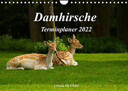 Kalender Damhirsche (Wandkalender 2022 DIN A4 quer) von Ursula Di Chito