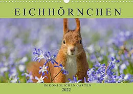 Kalender Eichhörnchen im Königlichen Garten (Wandkalender 2022 DIN A3 quer) von Margret Brackhan