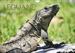 Kalender Leguane - Einzigartige Reptilien (Wandkalender 2022 DIN A4 quer) von Frank Hornecker