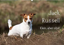 Kalender Jack Russell - Klein, aber oho! (Wandkalender 2022 DIN A2 quer) von Annett Mirsberger tierpfoto.de