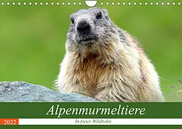 Kalender Alpenmurmeltiere in freier Wildbahn (Wandkalender 2022 DIN A4 quer) von J R Bogner